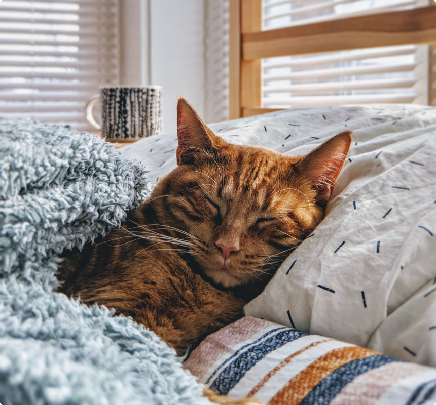 pet sitters Wellington
